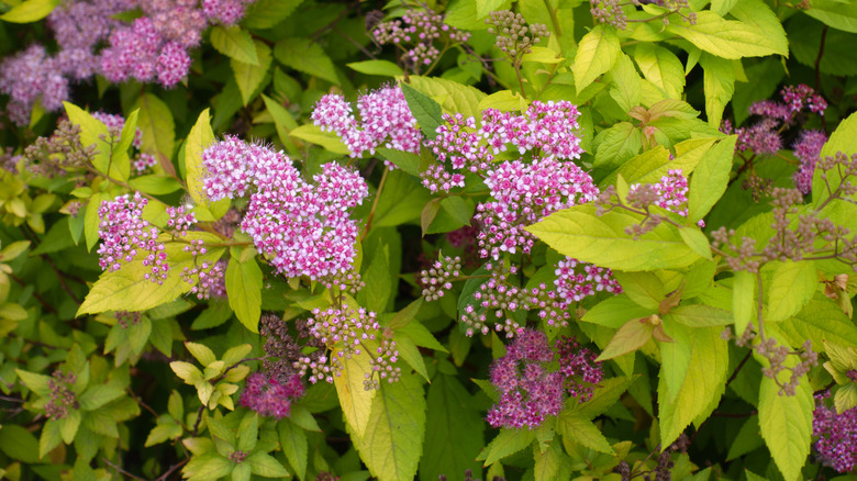 White and pink flowers on spirea