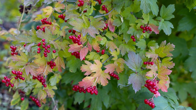Viburnum shrub with red berries