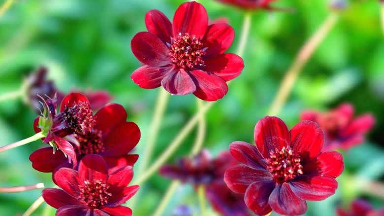 Chocolate cosmos flowers