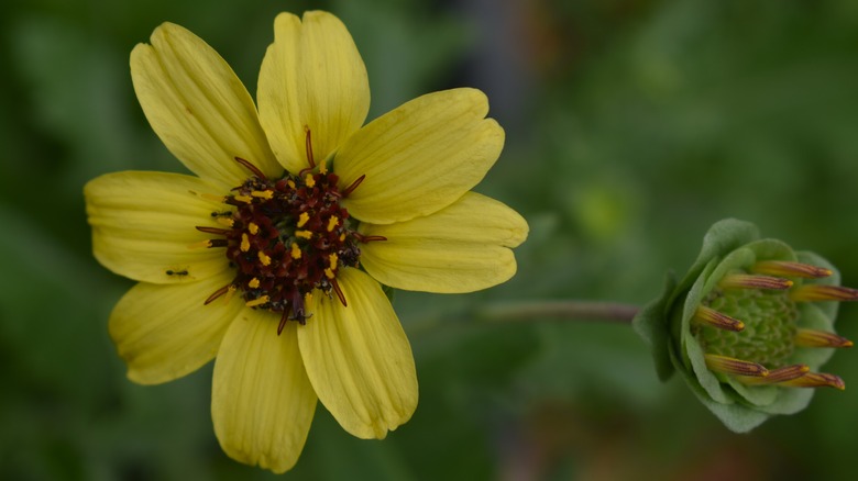 Chocolate flower close-up