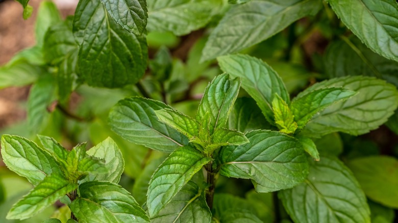 Close-up of chocolate mint leaves