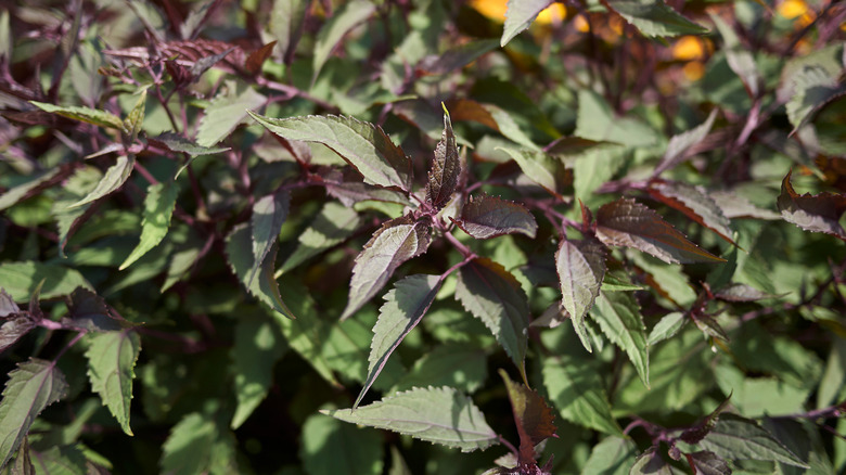 Chocolate snakeroot leaves