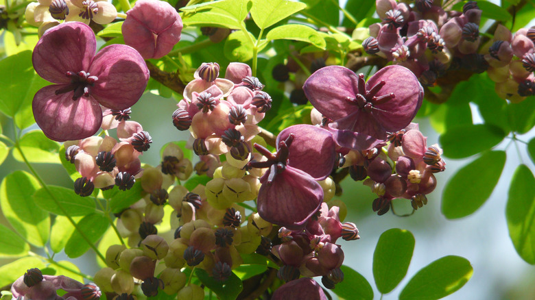 Close-up of chocolate vines and their flowers