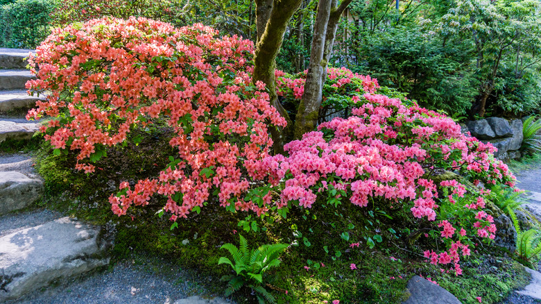 Azaleas blooming in garden setting