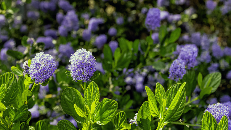 Beautiful blooms on blue blossom ceanothus bush