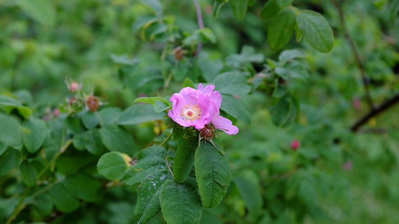 Pink clustered wild rose flowers growing on bush