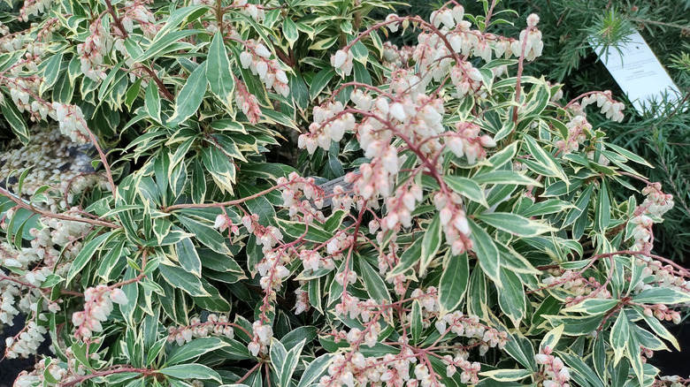 Flowers and foliage on Flaming Silver pieris bush