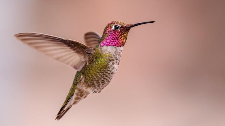 Anna's hummingbird in flight