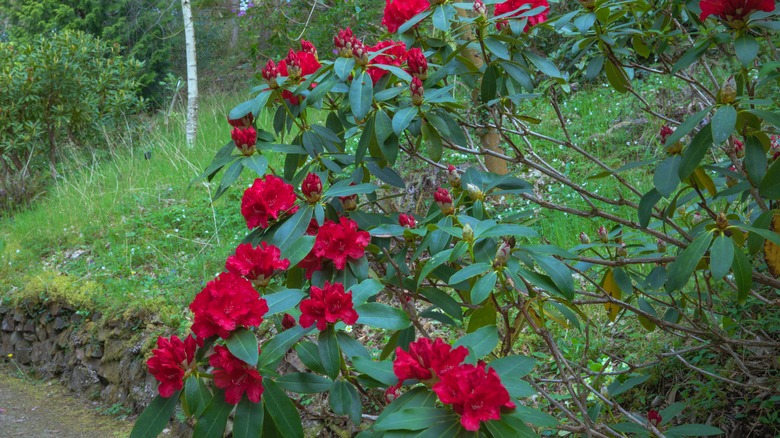 Jean Marie Rhododendron with bright red flowers