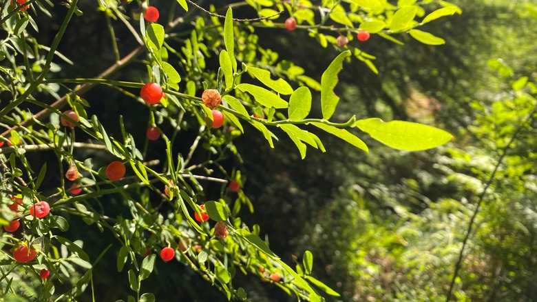 Red huckleberry bush with several red berries