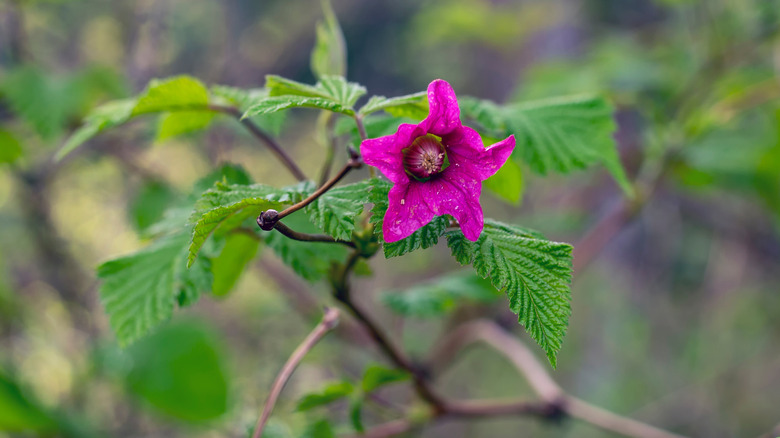 Pink flower growing on a salmonberry bush