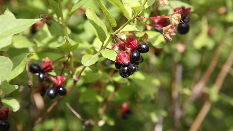 Black twinberry honeysuckle bush bearing fruit