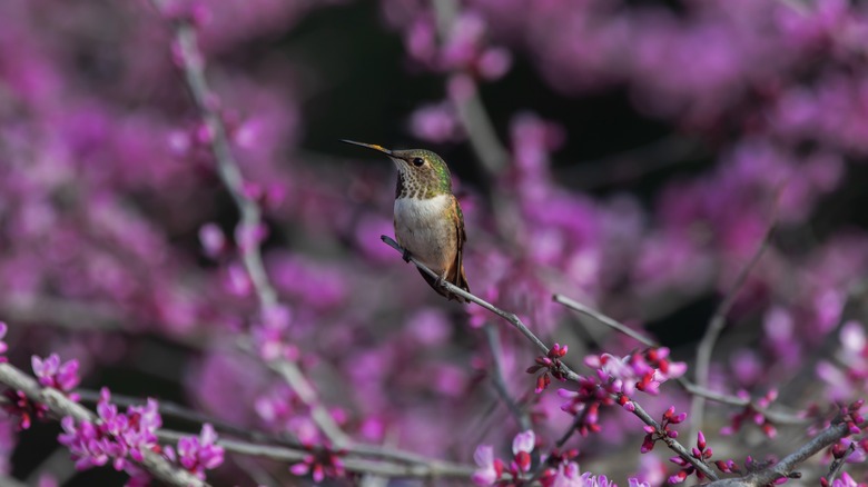 Allen's hummingbird perched in Western redbud