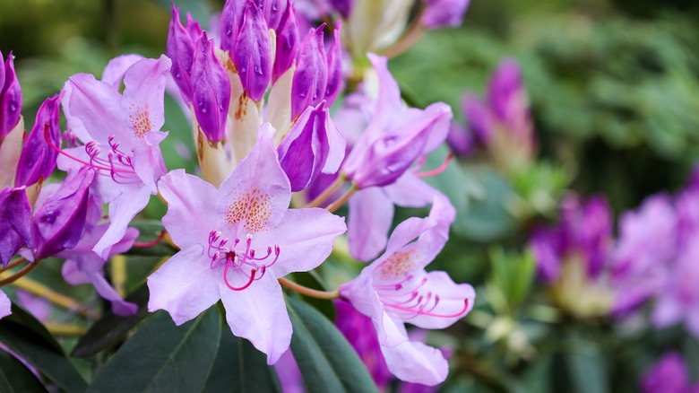 Pacific rhododendrun bush with many purple blooms