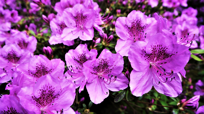 purple azalea flowers