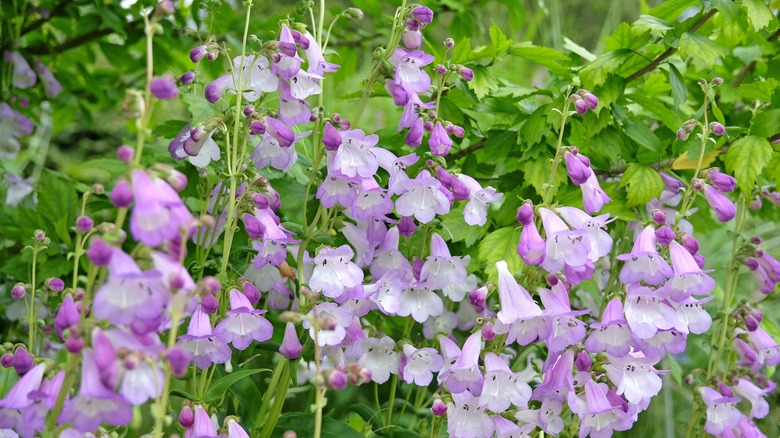 purple beardtongue blossoms