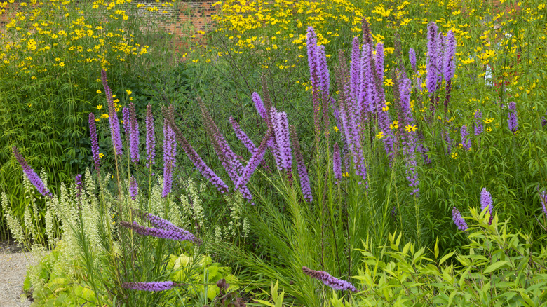 blazing star stalks in garden