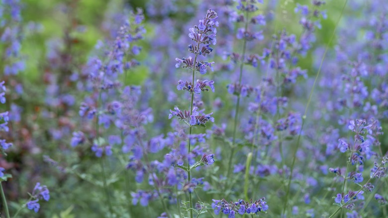 field of catmint stalks