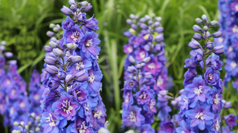 close-up of delphinium flowers