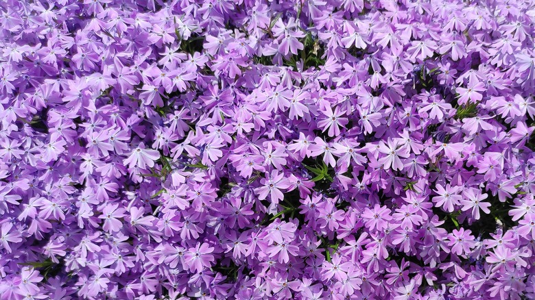 purple garden phlox bush