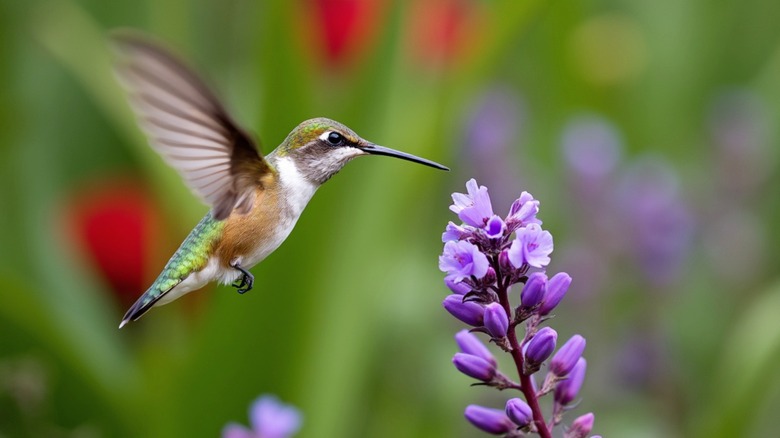 hummingbird flying towards lilac