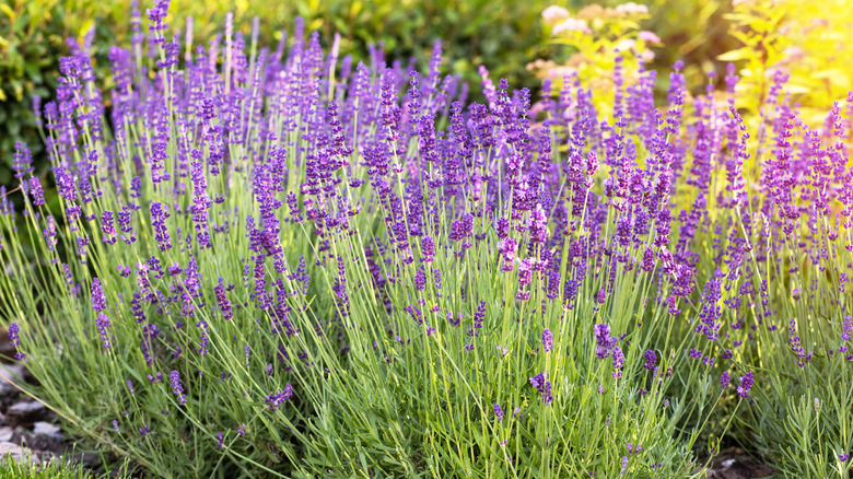 lavender bushes blooming