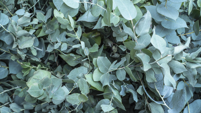 bluish grey eucalyptus leaves