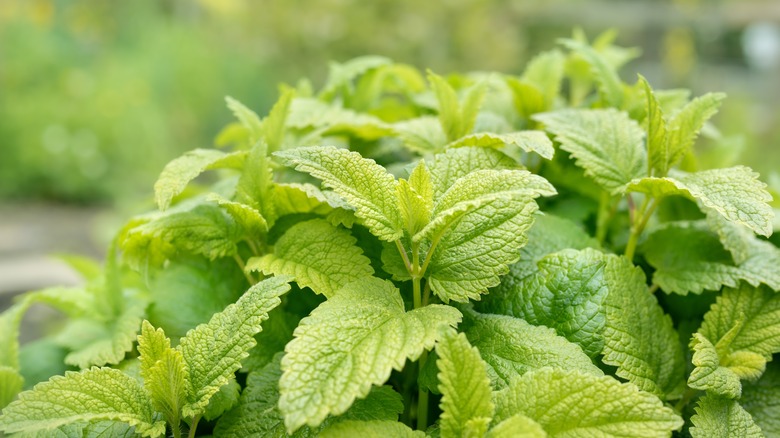 lemon balm plant in garden