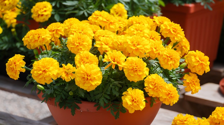 fresh marigolds in pot