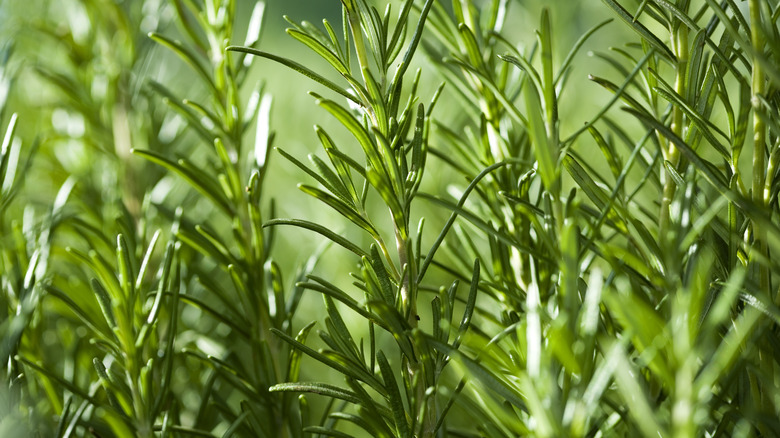 fresh rosemary