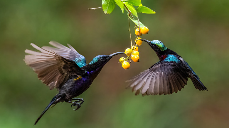 Blue hummingbirds feeding on yellow berries