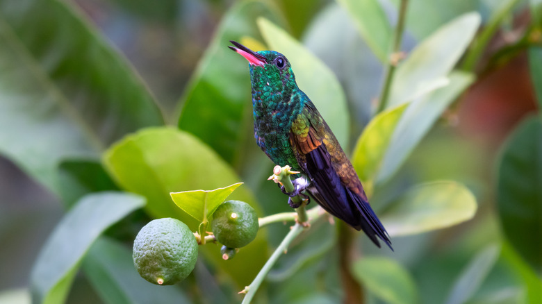 Hummingbird sitting on branch of lime tree