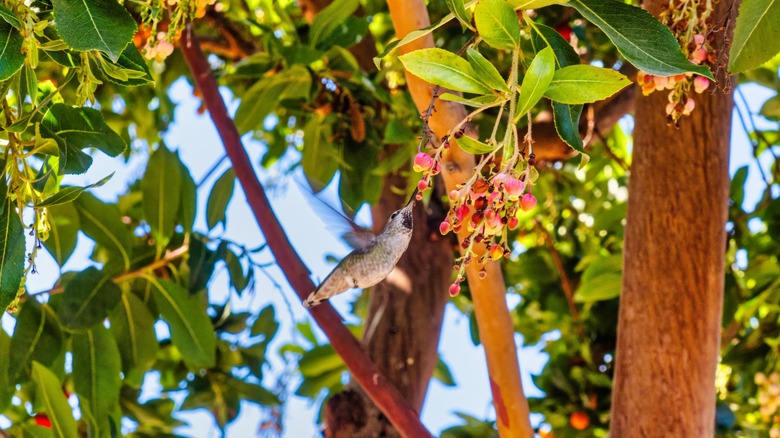 Hummingbird in flight feeding on berry tree