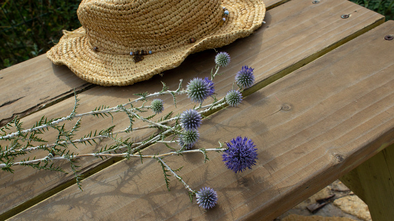 cut echinops on bench