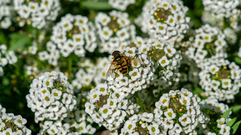 a bee on alyssum flowers