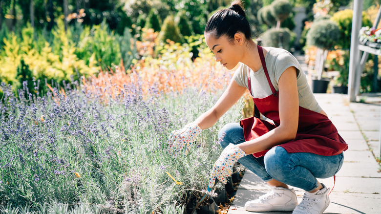 woman planting lavender in garden