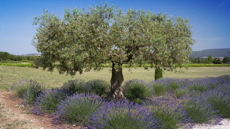 lavender covering ground under tree