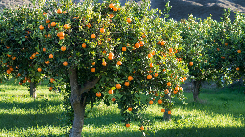 orange tree with oranges in yard