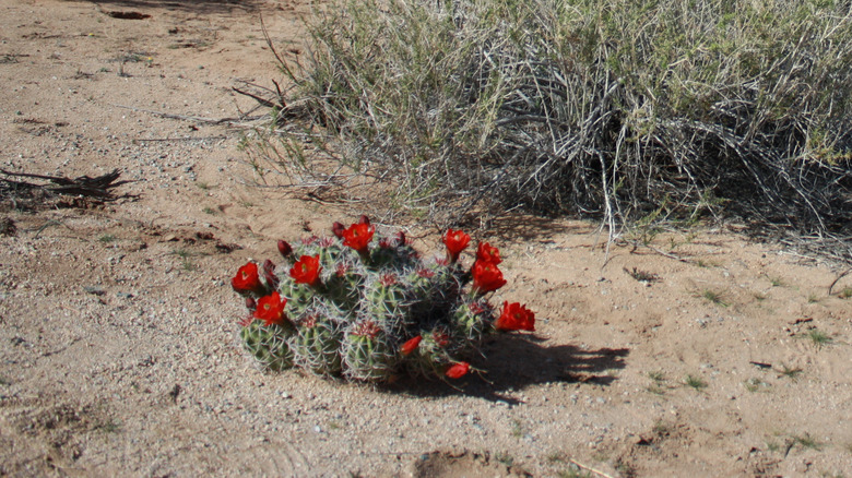Echinocereus triglochidiatus blooming in the desert