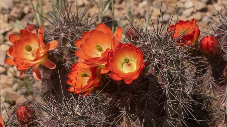 red-orange claret cup cacti blooms