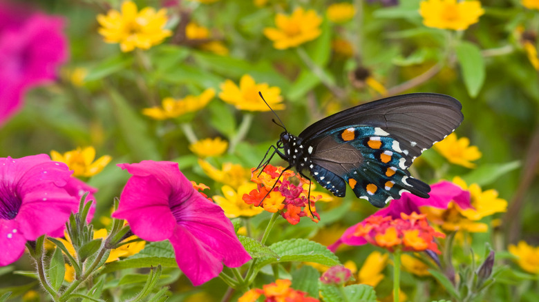 Butterfly with lantana flowers