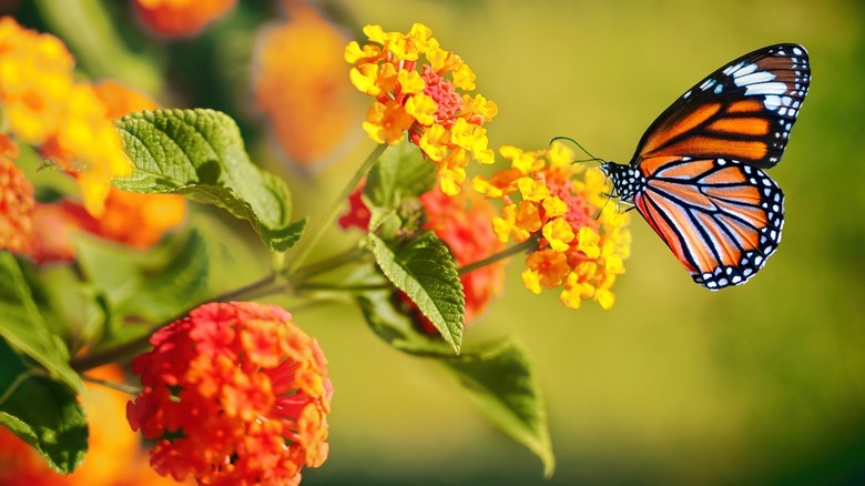 Butterfly on lantana flowers