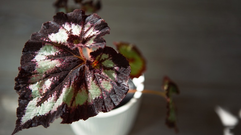 Begonia Rex in a pot