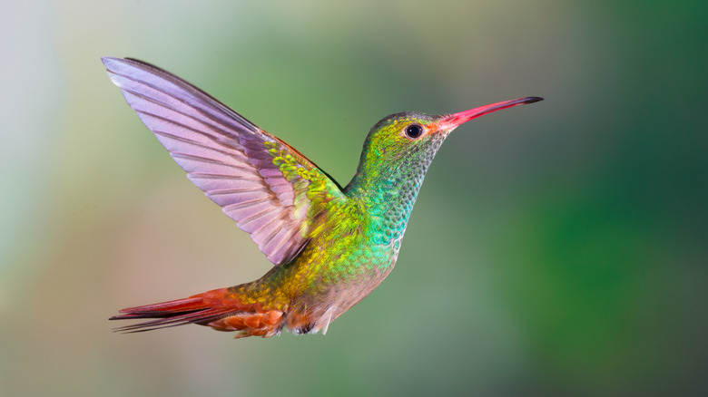 Hummingbird