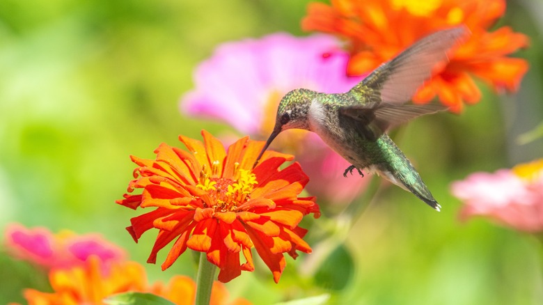 Hummingbird with zinnias