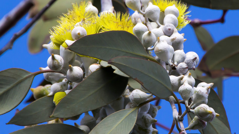 Lemon eucalyptus blooms