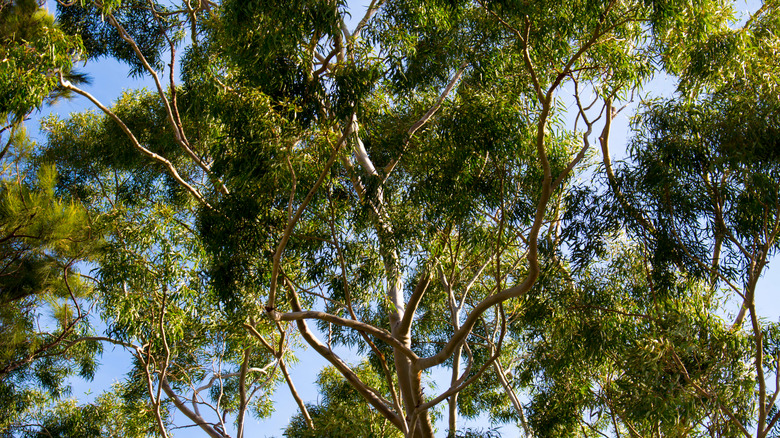 Lemon eucalyptus tree