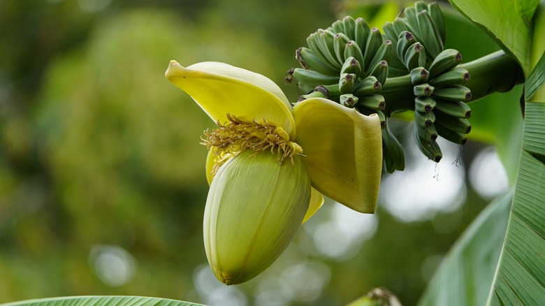 musa basjoo flower and fruit