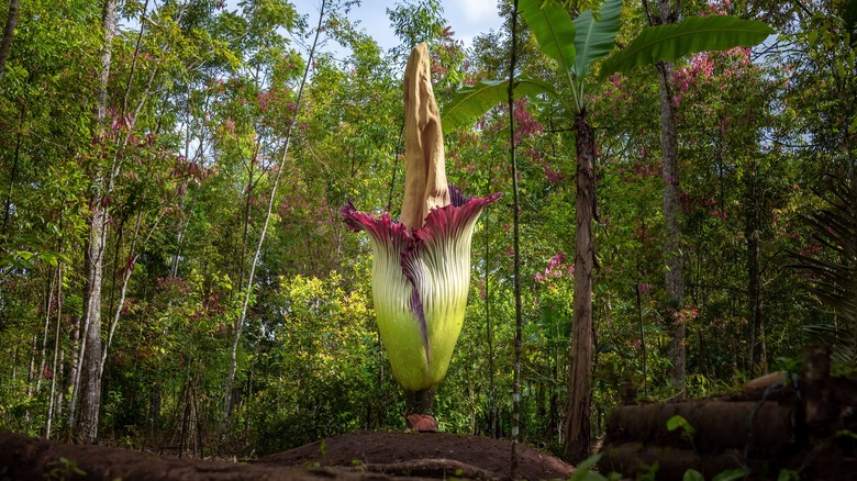 Grow This Gigantic Tropical Flower With A Morbidly Dark Name For A ...