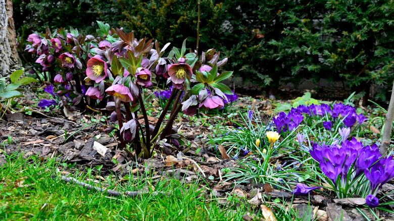 hellebores and spring bulbs